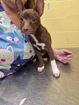 Chihuahua and Mixed Breed Dogs Available for Adoption - Peppy Pip Squeak | PetCurious