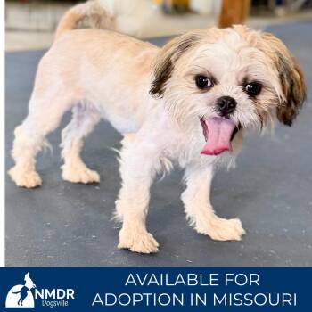 Optimus Prime (JN26-12) -  Shih Tzu Dog for Adoption in Peyton, Colorado - Optimus Prime (JN26-12) | PetCurious