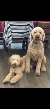 Boomer -  Goldendoodle Dog for Adoption in Severance, Colorado - Boomer | PetCurious