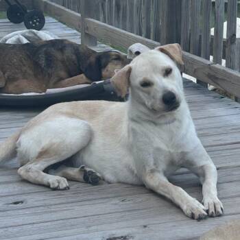 Momma Mona -  Labrador Retriever Dog for Adoption in Montgomery, Texas - Momma Mona | PetCurious