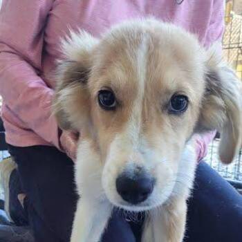 Mikey -  Mixed Breed Dog for Adoption in Knoxville, Tennessee - Mikey | PetCurious