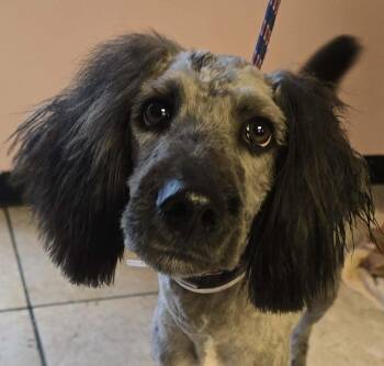 Bearded Collie and Poodle Dogs Available for Adoption - Yorick *foster Needed*  | PetCurious