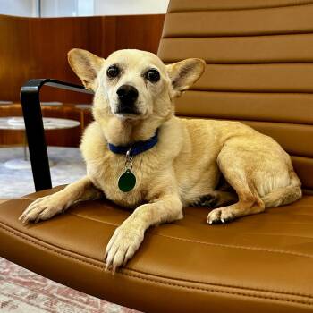 Zondo -  Chihuahua Dog Available for Adoption - Zondo | PetCurious