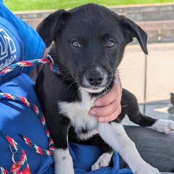 Shepherd Dogs Available for Adoption in Long Beach, California - Junebug | PetCurious