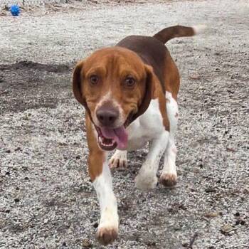 Almond -  Basset Hound and Beagle Dog for Adoption in Windsor, Virginia - Almond | PetCurious