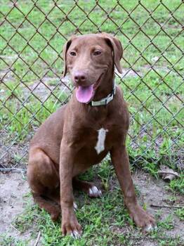 Rescue Labrador Retriever and Mixed Breed Dogs for Adoption in Ocala, Florida - VELMA | PetCurious