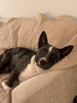Cattle Dog and Australian Shepherd Dogs Available for Adoption in New York, New York - Coral | PetCurious