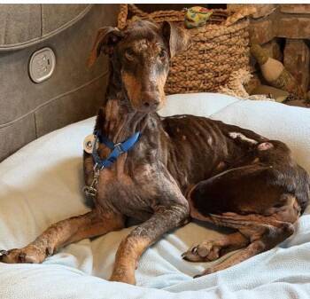 Phoenix -  Doberman Pinscher Dog for Adoption in Larkfield-wikiup, California - Phoenix | PetCurious