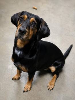 DELILAH -  Dachshund and Hound Dog for Adoption in Vaughan, Ontario - DELILAH | PetCurious