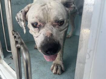 A387924 -  American Bulldog Dog for Adoption in Ocala, Florida - A387924 | PetCurious