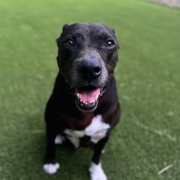 Labrador Retriever and American Staffordshire Terrier Dogs Available for Adoption - Bryan | PetCurious