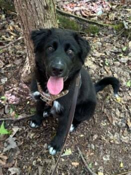 Australian Shepherd and Great Pyrenees Dogs Available for Adoption in Algood, Tennessee - Jelly | PetCurious
