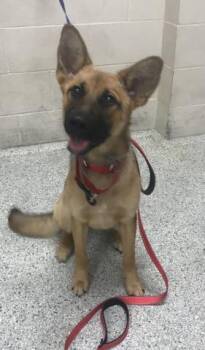 GIDGET -  German Shepherd Dog and Mixed Breed Dog for Adoption in Conroe, Texas - GIDGET | PetCurious