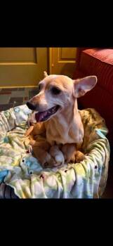 Chichi (AL) -  Chihuahua Dog for Adoption in New York, New York - Chichi (AL) | PetCurious