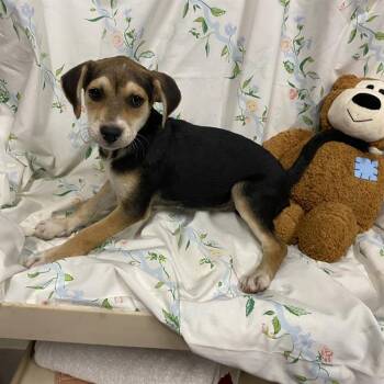 A611308 -  Beagle and Mixed Breed Dog for Adoption in Modesto, California - A611308 | PetCurious