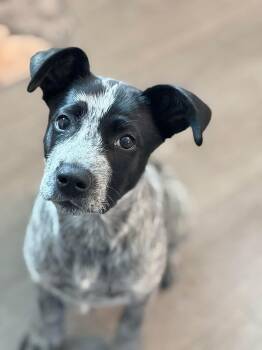 Mixed Breed Dogs Available for Adoption in Highland, New York - Emmie | PetCurious