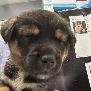 Wyatt -  Husky Dog for Adoption in Birmingham, Alabama - Wyatt | PetCurious