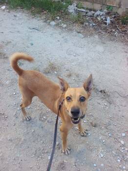 Caramel (Cara) -  Whippet Dog for Adoption in Erin, Ontario - Caramel (Cara) | PetCurious