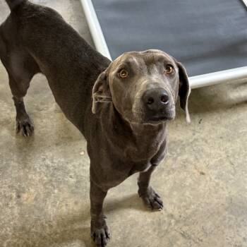 Rescue Weimaraner Dogs for Adoption in Parrish, Alabama - Compton | PetCurious