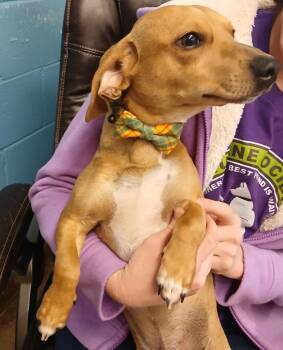 Chihuahua and Dachshund Dogs Available for Adoption - Barley | PetCurious