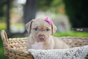 Grijs -  Terrier Dog for Adoption in Salt Lake City, Utah - Grijs | PetCurious