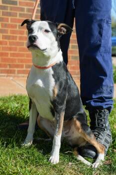 Pit Bull Terrier Dogs Available for Adoption - Meka | PetCurious