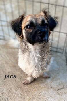 Jack -  Chihuahua and Shih Tzu Dog for Adoption in Milford, New Hampshire - Jack | PetCurious