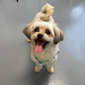 Shih Tzu and Mixed Breed Dogs Available for Adoption in Roanoke, Virginia - Winkie | PetCurious
