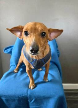 Chihuahua Dogs Available for Adoption - Winthrop | PetCurious