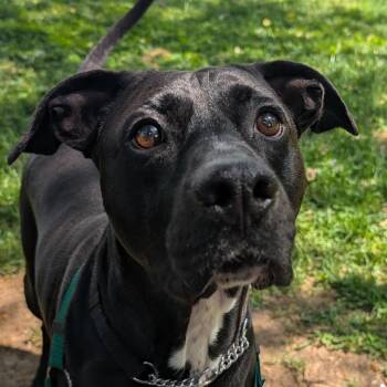 Labrador Retriever and Pit Bull Terrier Dogs Available for Adoption in Baltimore, Maryland - Moshe | PetCurious