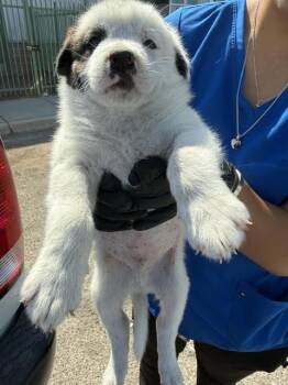 Fork -  Mixed Breed Dog for Adoption in Hobbs, New Mexico - Fork | PetCurious