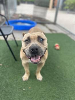 Rescue Pit Bull Terrier Dogs for Adoption in Chula Vista, California - PIPER PINWHEELER | PetCurious
