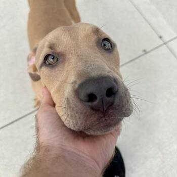 Tamerlane -  Pit Bull Terrier Dog for Adoption in Matteson, Illinois - Tamerlane | PetCurious