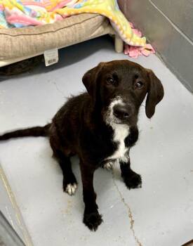 Lola -  Mixed Breed Dog for Adoption in Kingsland, Georgia - Lola | PetCurious