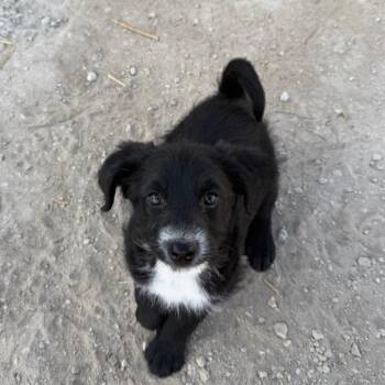 Australian Cattle Dog Blue Heeler Dogs Available for Adoption in Spanish Fork, Utah - Rosebud | PetCurious