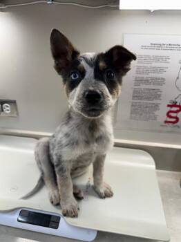 Australian Cattle Dog Blue Heeler Dogs Available for Adoption - RANGER | PetCurious