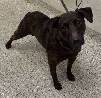 Rescue Mixed Breed Dogs for Adoption in Kansas City, Missouri - Philly | PetCurious