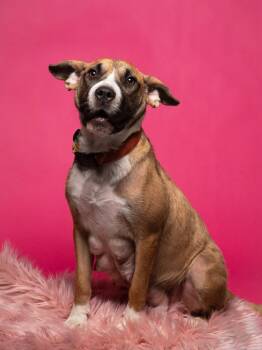 Bull Terrier and Boxer Dogs Available for Adoption in New Albany, Ohio - Cammie (Dynamic Duo Litter Mom) | PetCurious