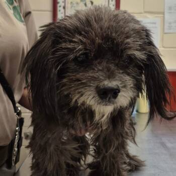 SCFL-Stray-66334 -  Mixed Breed Dog for Adoption in Lake Panasoffkee, Florida - SCFL-Stray-66334 | PetCurious
