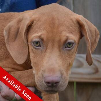 Raven -  Vizsla and Labrador Retriever Dog for Adoption in Huntley, Illinois - Raven | PetCurious