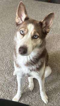 Rescue Siberian Husky Dogs for Adoption in San Antonio, Texas - BELLA | PetCurious