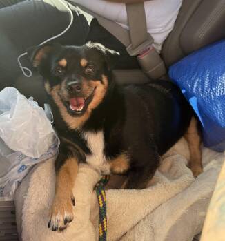 Rescue Chihuahua and Pug Dogs for Adoption in San Antonio, Texas - Richie | PetCurious