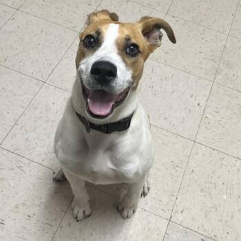 Caillou -  Hound and Mixed Breed Dog for Adoption in Birmingham, Alabama - Caillou | PetCurious