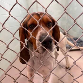 Hound and Mixed Breed Dogs Available for Adoption - Ranger | PetCurious