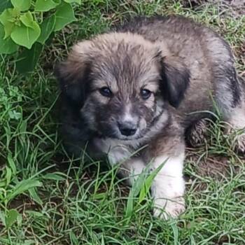 Pixel -  Cattle Dog and Mixed Breed Dog for Adoption in Dallas, Texas - Pixel | PetCurious