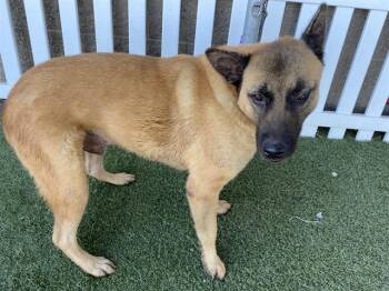 Rescue German Shepherd Dog and Mixed Breed Dogs for Adoption in Modesto, California - DOOGIE | PetCurious