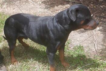 DUNCAN -  Rottweiler Dog for Adoption in Doral, Florida - DUNCAN | PetCurious
