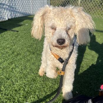 Jared -  Miniature Poodle Dog for Adoption in Bristol, Indiana - Jared | PetCurious
