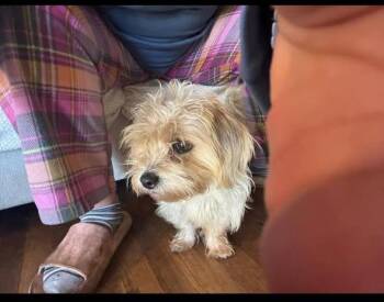 Yorkshire Terrier Dogs Available for Adoption - Mary Jane | PetCurious