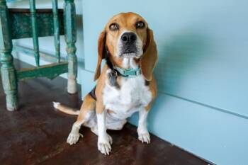Rescue Beagle Dogs for Adoption in San Antonio, Texas - Meena | PetCurious